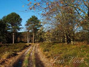 Wandelpad in de Schoorlse Duinen Boswachterij Schoorl Staatsbosbeheer