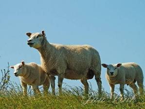 Schaap ooi met twee lammeren op de Vuurlinie