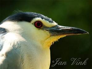 Kwak detail kop in Vogelpark Avifauna