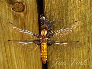 Libelle platbuik drogend op larvenhuid op de schutting van de tuin