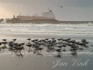 Meeuwen op het strand bij de Noordpier Velsen-Noord