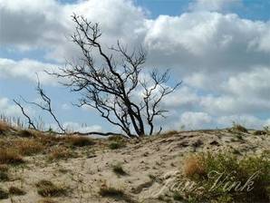 Zomereik, dode boom Noordhollands Duinreservaat bij Bergen aan Zee