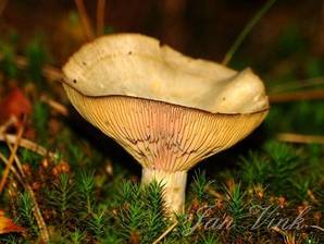 Trechterzwam, vermoedelijk, Boswachterij Schoorl Staatsbosbeheer.