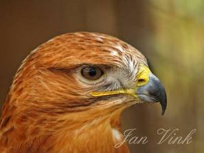 Arendbuizerd, detail kop roofvogeltuin Jan Cees Lont