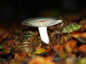 Berijpte russula in de Amsterdamse Waterleiding Duinen