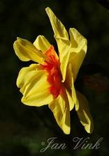 Narcis Double Fashion detail bloem van zijkant, tuin Wijkeroog