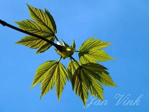 Gewone esdoorn, jong blad tegen blauwe lucht Noordhollands Duinreservaat Heemskerk