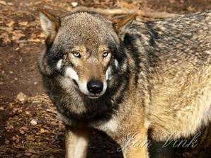 Wolf in het berenbos in Ouwehands Dierenpark