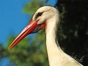 Ooievaar, close up van de kop Vogelpark Avifauna