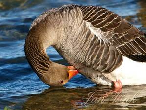 Grauwe gans, poetsend Hoefijzermeer Noordhollands Duinreservaat Castricum