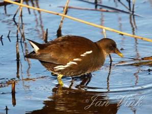 Waterhoen, een nog jonge vogel  Hoefijzermeer Noordhollands Duinreservaat Castricum