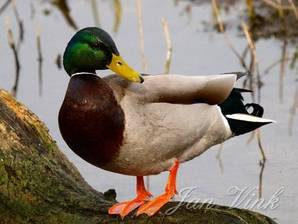 Wilde eend, woerd Hoefijzermeer Noordhollands Duinreservaat Castricum