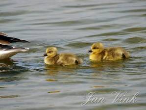 Grauwe ganzen, juvenielen Hoefijzermeer Noordhollands Duinreservaat Castricum