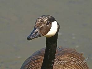 Canadese gans, detail van de kop Hoefijzermeer Noordhollands Duinreservaat