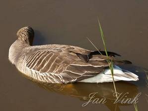 Grauwe gans, dood in sloot langs het Zwaansmeerpad