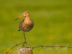 Grutto op paal met prikkeldraad Krommenieer Woudpolder