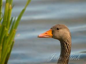 Grauwe gans detail kop bij blad gele lis Hoefijzermeer Noordhollands Duinreservaat Castricum