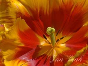 Tulp Right Past stamper en meeldraden in de Keukenhof