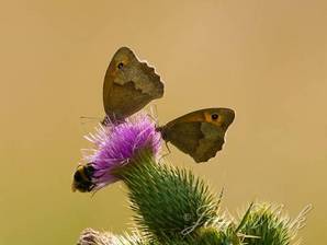 Bruine zandoogjes op speerdistel in de Amsterdamse Waterleiding Duinen