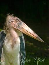 Afrikaanse maraboe In Aqua Zoo Friesland