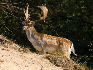 Damhert, bok met vol gewei Amsterdamse Waterleiding Duinen