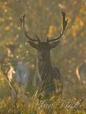 Damhert in herfstlicht in de Amsterdamse Waterleiding Duinen