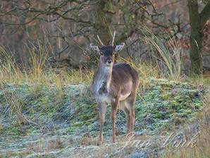 Damhert, jonge bok met spiezen, op een wintermorgen in de Amsterdamse Waterleiding Duinen