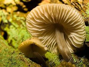 Bundelmycena, onderzijde hoed, tweestelig, Nationaal Park Zuid-Kennemerland, Midden-Heerenduinen.