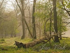 Dode boom, liggend langs bospad in de Amsterdamse Waterleiding Duinen