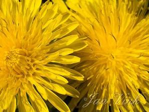 Paardenbloem, detail van de lint- en buisbloempjes, Westbroekroute 