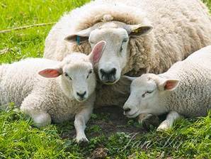 Schaap, ooi met twee lammetjes, rustend, Westbroekroute, Tienhovense Plassen