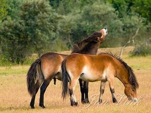 Exmoor pony, merrie en flemende hengst, Noord-Hollands Duinreservaat Heemskerk