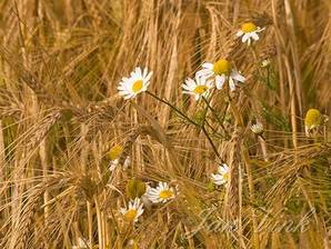 Echte kamille, bloemen tussen gerst, Spaarnwoude