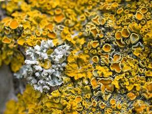 Groot dooiermos, en ander korstmos, op stam dode boom, Noordhollands Duinreservaat Egmond