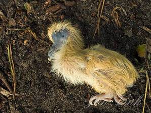 Houtduif, jong, juveniel, dood op pad in de Amsterdamse Waterleiding Duinen.