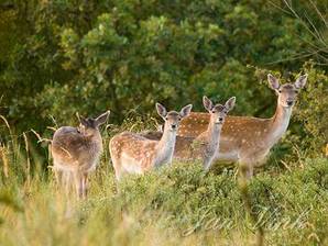 Damherten, hinde met kalfjes, Amsterdamse Waterleiding Duinen