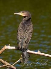 Aalscholver, te gast in Vogelpark Avifauna