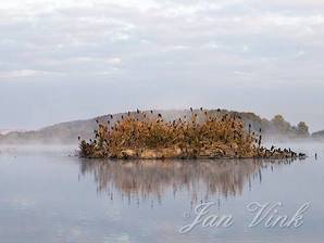 Aalscholverkolonie, Hoefijzermeer, Noordhollands Duinreservaat