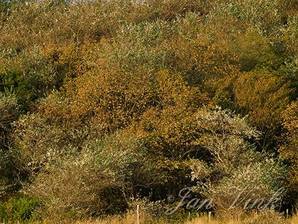 Bosrand, na een periode van droogte, Doornvlak Noordhollands Duinreservaat