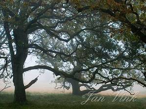 Zomereik, kronkelige eiken in de mist, Amsterdamse Waterleiding Duinen