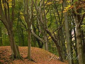 In het beukenbos, Landgoed Elswout