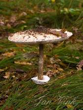 Grote parasolzwam, Amsterdamse Waterleiding Duinen