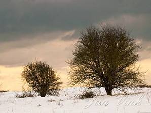Meidoorns, in een besneeuwd duinlandschap, sneeuw, Noordhollands Duinreservaat