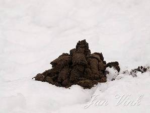 Molshoop, verse molshoop in de sneeuw, Amsterdamse Waterleiding Duinen