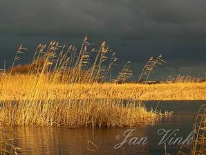 Riet in winterlicht in het infiltratiegebied Noordhollands Duinreservaat Castricum