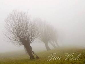 Knotwilgen, in de mist, Busch en Dam bij fort Krommeniedijk.