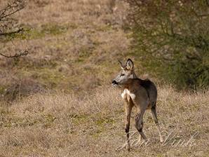 Ree, reegeit, Amsterdamse Waterleiding Duinen