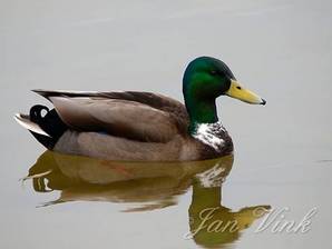 Wilde eend, woerd, man, met spiegelbeeld, Hoefijzermeer Noordhollands Duinreservaat