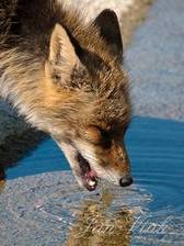 Vos, water drinkend, Amsterdamse Waterleiding Duinen