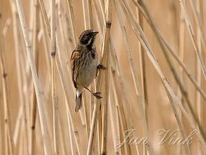 Rietgors, vrouw, in riet, Hoefijzermeer Noordhollands Duinreservaat